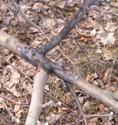 Branch Fire Blight
